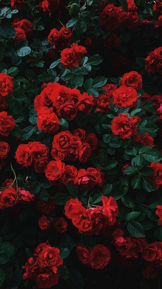 Secret Eden's Symphony of Petals